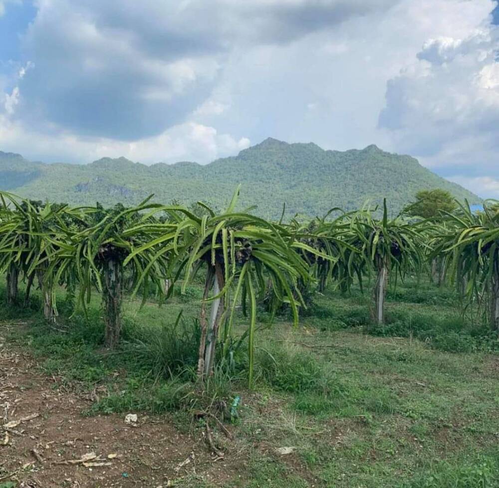 ขายที่ดิน - ขายที่สวยวิวเขา 3 ไร่ พญาเย็น เขาใหญ่ หมวกเหล็ก ติดถนนคอนกรีต ใกล้ ถ.มิตรภาพ 600 ม. ทำเลดีมาก เหมาะทำบ้านสวน รีอสร์ท คาเฟ่ ขายถูกมาก