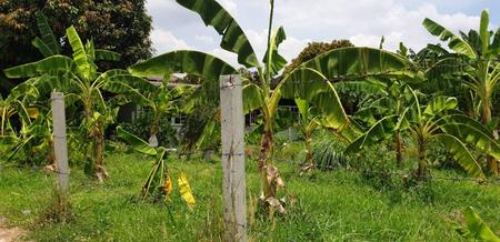 ขายที่ดิน - ขายที่ดินเปล่า ซ.ลาดพร้าว 87แยก 8 ขนาด 255 ตร.วา 17.85 ล้านบาท