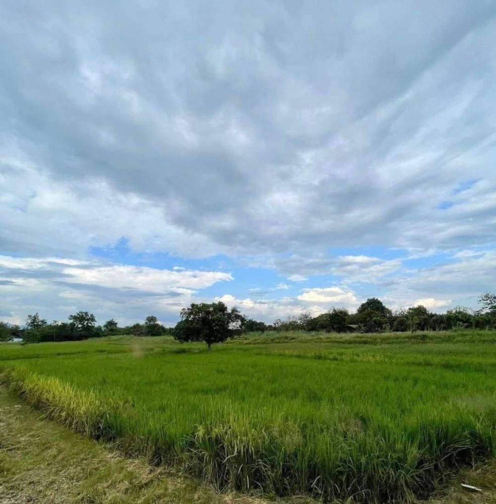 ขายที่ดิน - ขายที่ดินผังเหลือง 8-0-5.1 ไร่ สันทรายหลวง เชียงใหม่