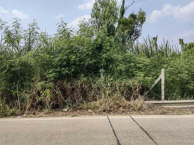 ขายที่ดิน - ขายที่ดิน 2 ไร่ ในซอยคลองสาม 1/17 ถนนรังสิต-นครนายก ที่ตั้ง ตำบลคลองสาม อำเภอคลองหลวง เขตปทุมธานี12120