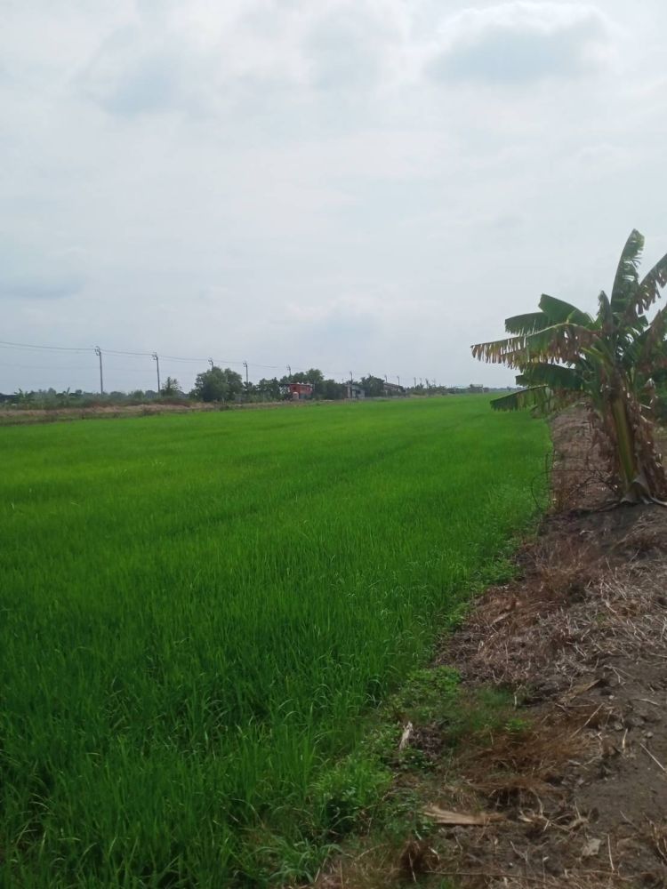 ขายที่ดิน - ขายที่ดินหนองจอก เนื้อที่ 45 ไร่ ไร่ละ 1.3 ล้าน ใกล้เลคพาราไดซ์ และเมืองใหม่ Reignwood Park