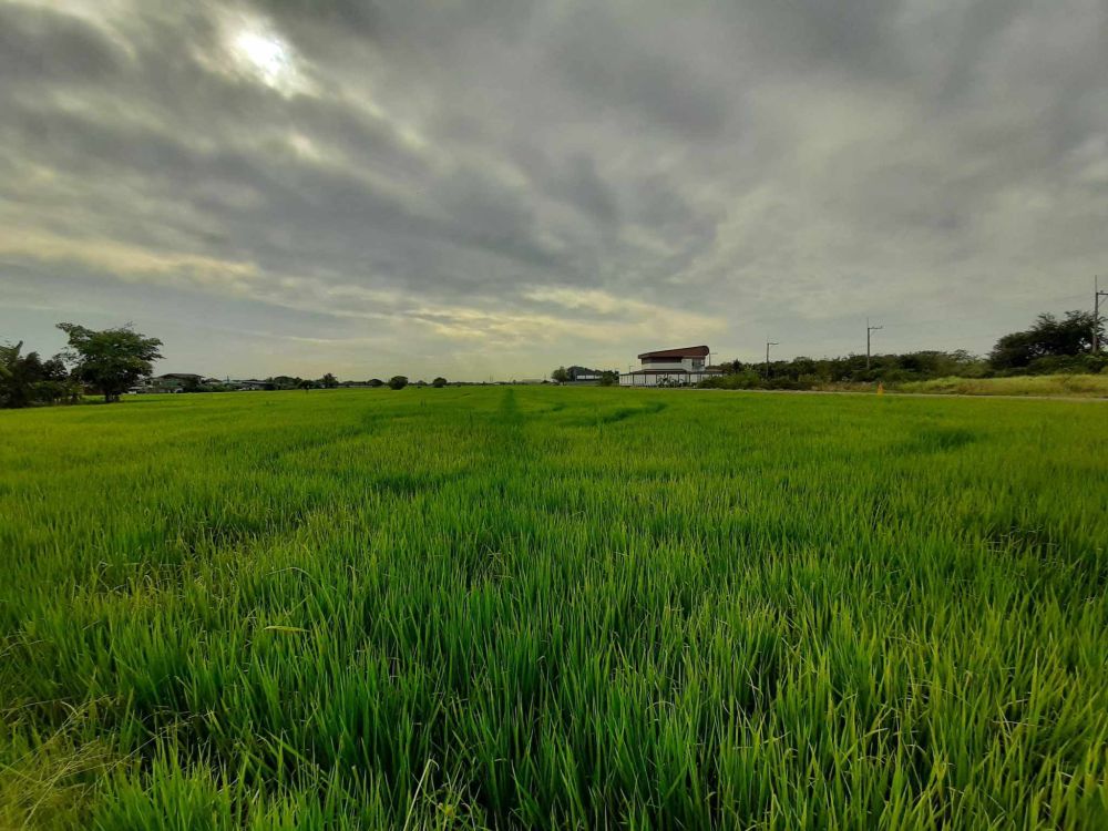 ขายที่ดิน - ขายที่ดินสีม่วงลำลูกกา 1 ไร่ คลอง 9 ซอยเก้าเจริญ เหมาะทำโกดัง โรงงาน ใกล้ถนนเส้น 3028 - 520 เมตร จ.ปทุมธานี