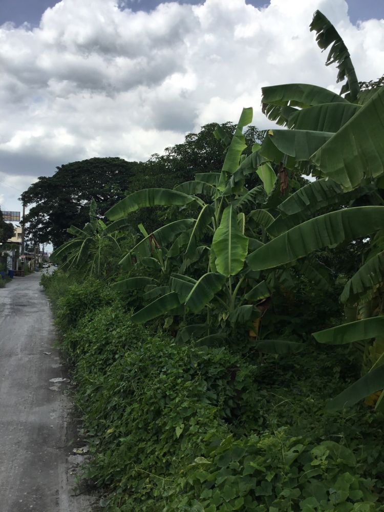 ขายที่ดิน - ขายด่วน! ที่ดิน ถนนสุขุมวิท77 ซ.อ่อนนุช 80 เนื้อที่ 556 ตรว.