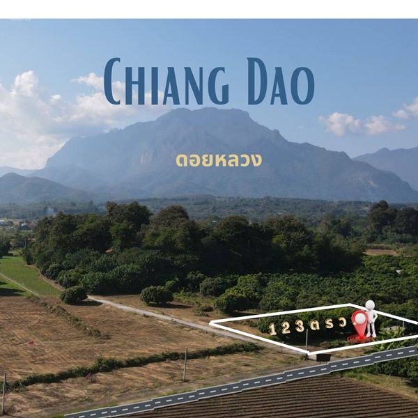 ขายที่ดิน - ขายถูก ที่ดินเชียงดาว 123 ตรว. ติดถนน 2 ด้าน ห่างจากเจียงดารา 3.7 กม. บรรยากาศดี