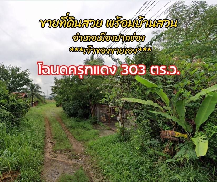 ขายที่ดิน - ขายที่ดินแปลงสวย พร้อมบ้านสวน 1 หลัง อ.ปากช่อง โฉนด ครุฑแดง 303 ตร.ว.
