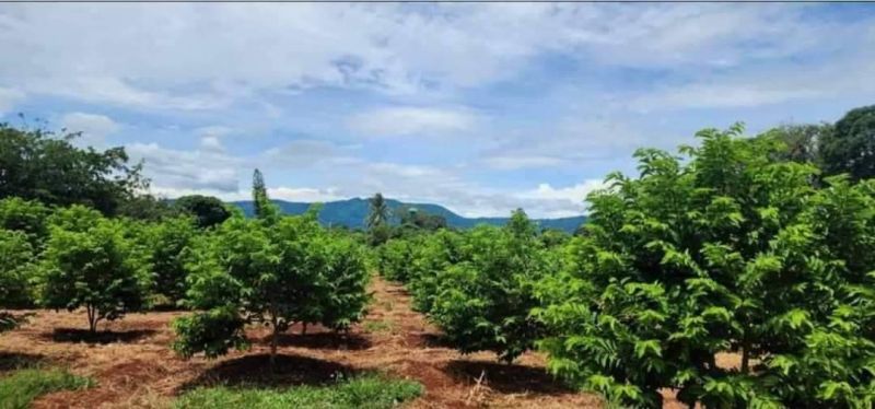 ขายที่ดิน - ขายที่ดินเขาใหญ่ หมูสี 5ไร่ ปากช่อง ติดถนนลาดยางเส้นท่าช้าง น้ำผุดธรรมชาติ ใกล้ถนนธนะรัชต์ วิวเขาสวย ที่ดินพร้อมไม้ผลเกษตร เก็บผลผลิตได้เลย น้ำไฟพร้อม