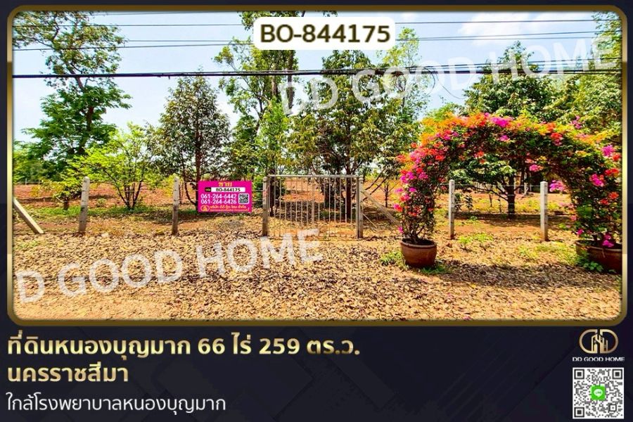 ขายที่ดิน - ที่ดินหนองบุญมาก 66 ไร่ 259 ตร.ว. นครราชสีมา ใกล้โรงพยาบาลหนองบุญมาก