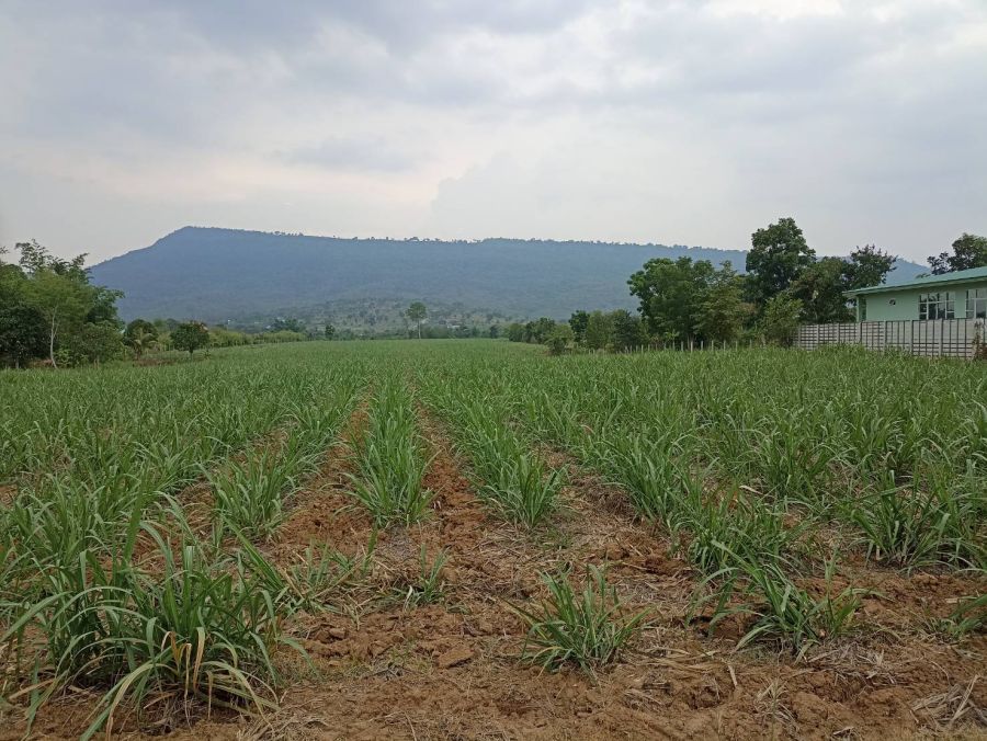 ขายที่ดิน - ขายที่ดินแปลงสวยเนื้อที่ 10-3-47 ไร่ ตำบลวังไทร อำเภอปากช่อง โซน เขาใหญ่ จว.นครราชสีมา 2 ล้านบาท/ไร่ พร้อมค่าโอน.