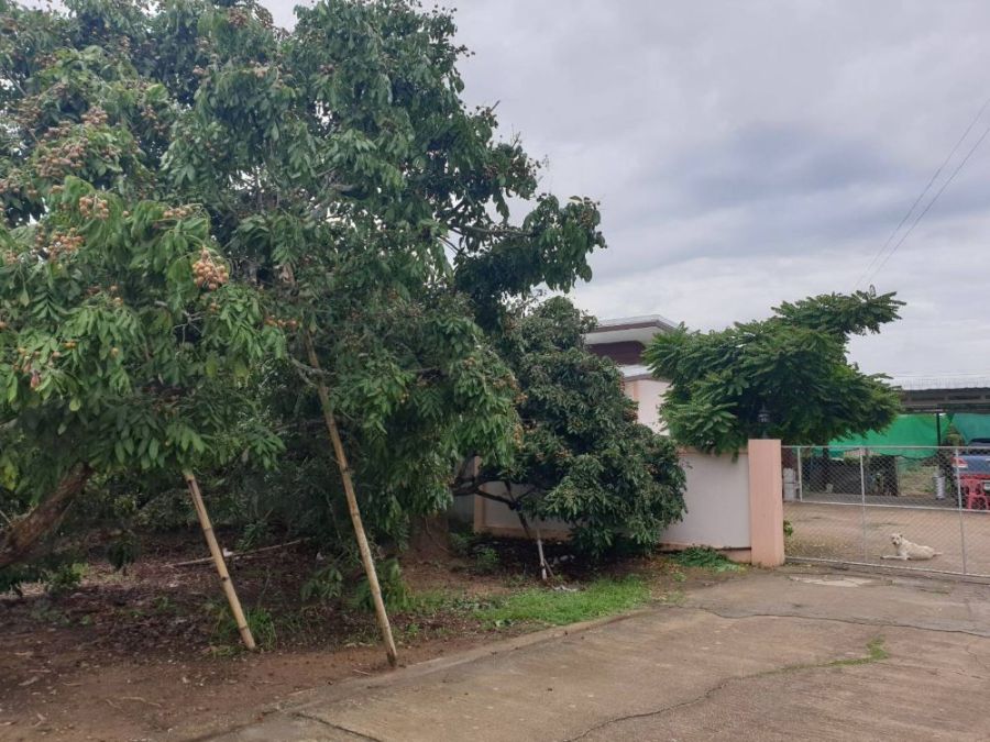 ขายที่ดิน - ขายที่ดินพร้อมสวนลำใย 297 ตรว. บรรยากาศดี เดินทางสะดวก ใกล้วัดพระธาตุขัวมุง ต.ขัวมุง อ.สารภี เชียงใหม่