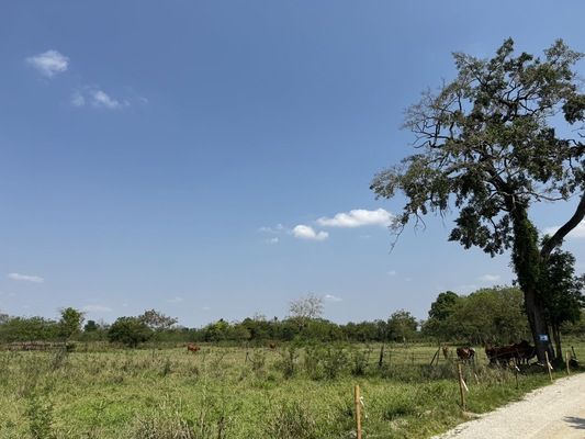 ขายที่ดิน - ขายที่ดินเปล่า เขาใหญ่ ต.ขนงพระ อ.ปากช่อง จ.นครราชสีมา14 ไร่, 21 ตร.ว.