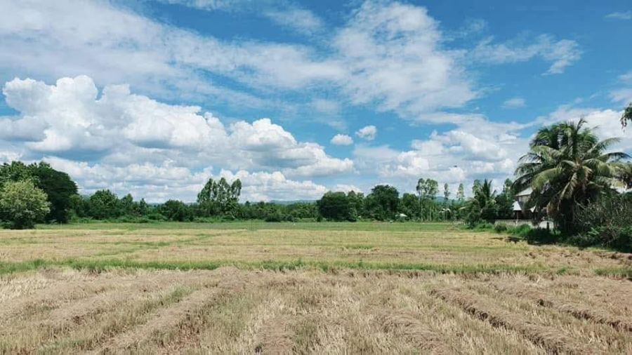 ขายที่ดิน - ขายที่ดินตำบลพญาชมภูสารภีติดถนนสองด้านหน้ากว้าง 200เมตร