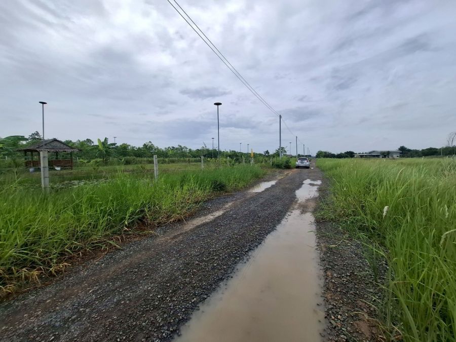 ขายที่ดิน - ขายที่ดินคลอง 11 ซอยปลายนาร่วมฤดี 1 ใกล้วัดป่าคลอง11 หนองเสือ ปทุมธานี