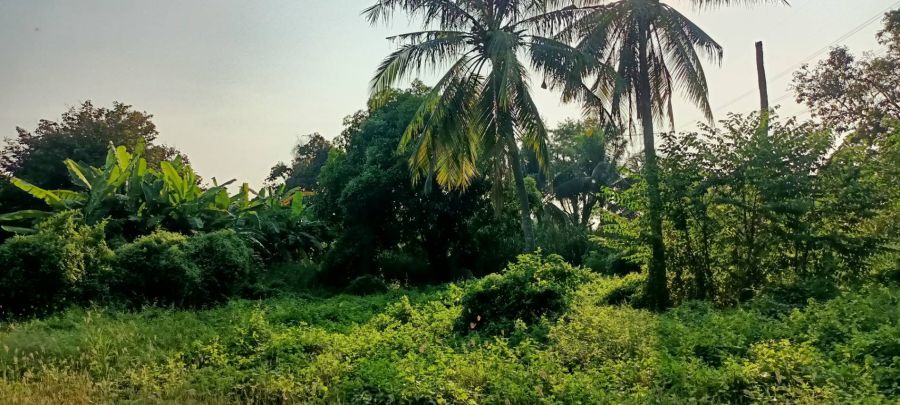 ขายที่ดิน - ขายที่ดินแปลงสวย 5 ไร่ 3 งาน 31 ตร.วา อยู่ติดหมู่บ้าน Terra Ville ลาดหลุมแก้ว เพียง 2 นาที