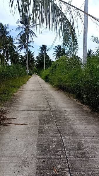 ขายที่ดิน - ขายที่ดินโป่ง พัทยาเนื้อที่ 2 ไร่ ใกล้ถนนกระทิงลาย-ปลวกเกตุ-800เมตร อ.บางละมุง ชลบุรี