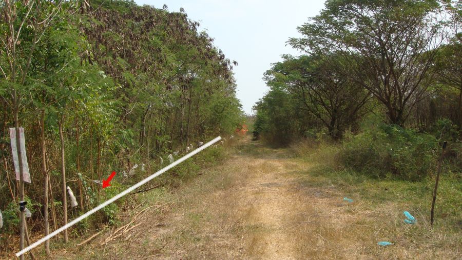 ขายที่ดิน - ที่ดินไทรน้อยหนองเพรางาย นนทบุรีเนื้อที่1ไร่ แปลงผืนผ้าสวย ออกซ.วัดลาดปลาดุกบางบัวทอง/ศาลายา พุทธมณฑลได้เหมาะปลูกบ้านสวน