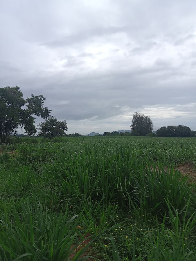 ขายที่ดิน - ขายที่ดินโฉนด 350 ไร่ ที่ดินแนวราบ ผังแปลงสวย และติดถนนหลวง 3218