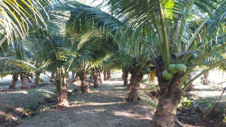 ขายที่ดิน - ขายที่สวนมะพร้าวพร้อมผลผลิตน้ำบ่อหลวงสันป่าตองพร้อมโอน