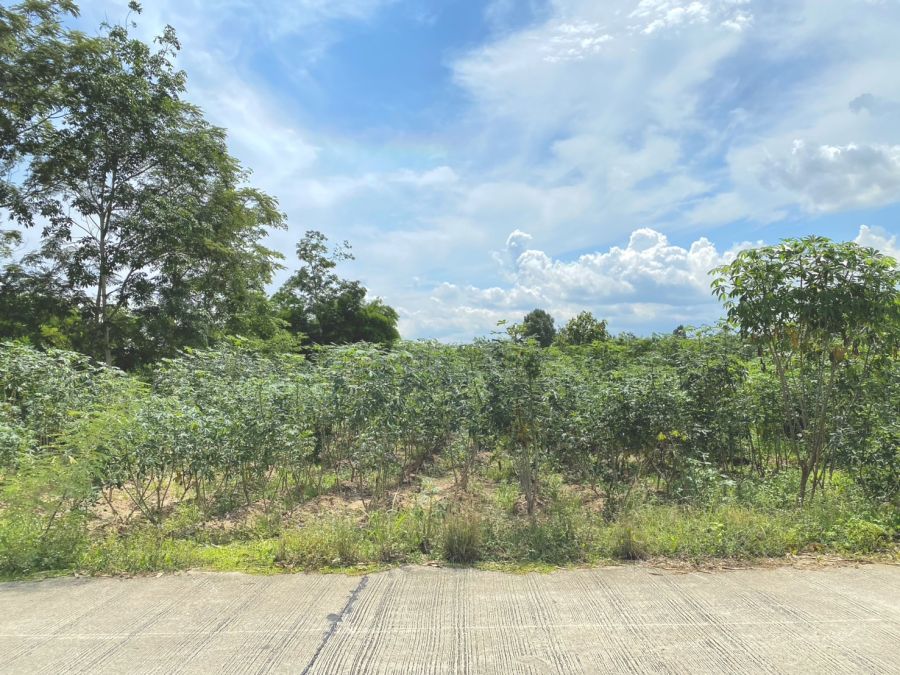 ขายที่ดิน - ขายที่ดินบางบุตร 200 ตรว. ถมแล้วใกล้ถนนเส้น3471-1กม. อ.บ้านค่าย ระยอง