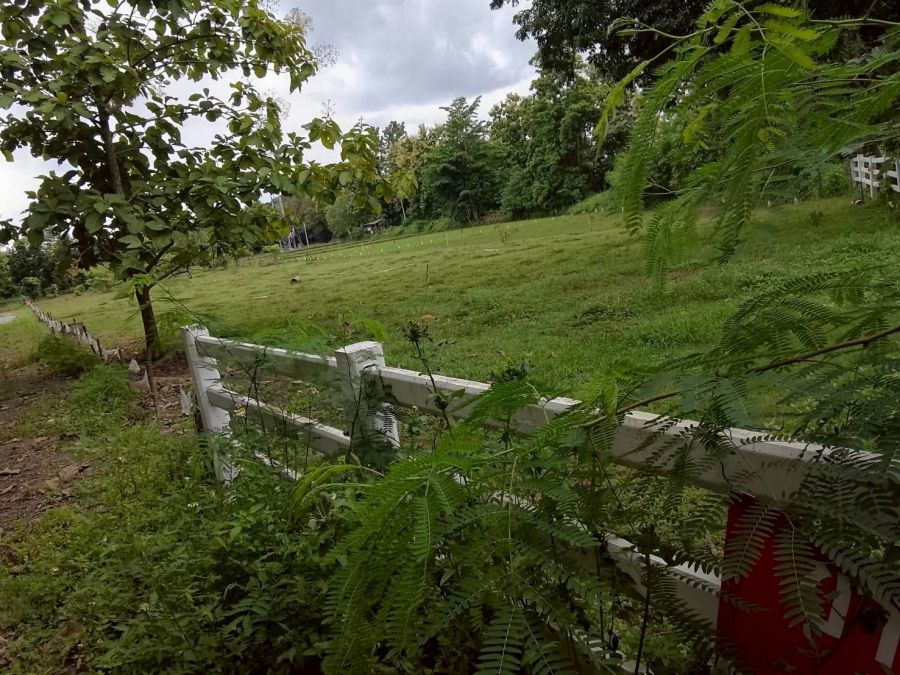 ขายที่ดิน - ขายที่ดินบ้านสันใต้สันกำแพงทำเลดีเหมาะทำบ้านสวนพร้อมโอน