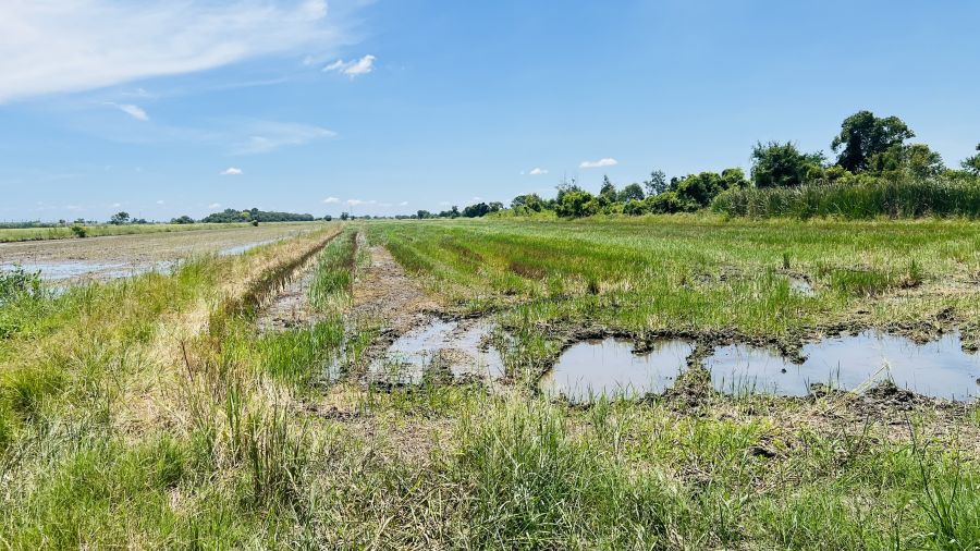 ขายที่ดิน - ขายที่ดินเปล่า 1 ไร่ ทำเลทอง คลองหลวง ปทุมธานี ซอยคลองห้าตะวันออก (ศาลเจ้าแม่)