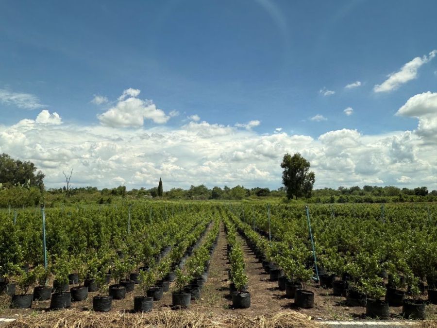 ขายที่ดิน - ขายที่ดิน 1 ไร่ คลอง 12 เพียง 1.4 ล้านบาท เหมาะทำเกษตร หรือ ซื้อเก็บไว้ลงทุน ใกล้เทศบาลเมืองสนั่นรักษ์ ธัญบุรี ปทุมธานี