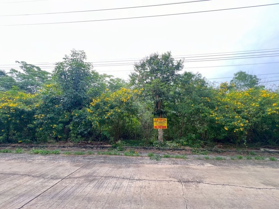 ขายที่ดิน - ขายที่ดินเปล่า ในโครงการเวลเนสซิตี้ บางไทร พระนครศรีอยุธยา