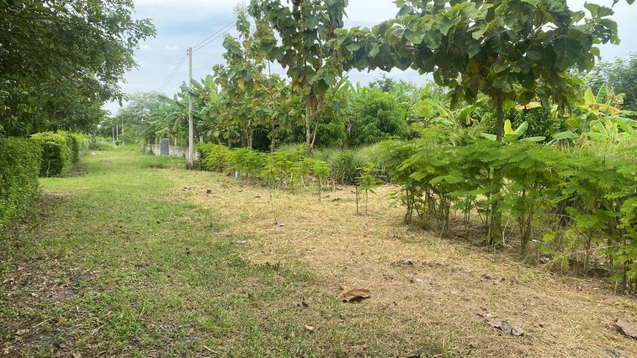 ขายที่ดิน - ที่ดินสวนผสมผสาน นครนายก 1 ไร่ ต้นไม้เยอะมีน้ำไฟฟ้า ราคาถูก