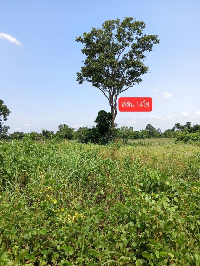 ขายที่ดิน - ขายที่ดิน14 ไร่ ไร่ละ 250,000 บาท อยู่ใกล้ศูนย์การค้าสหพัฒนพิบูลย์ กบินทร์บุรี