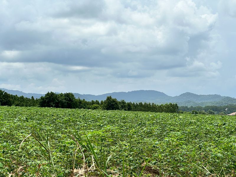 ขายที่ดิน - ขายที่ดินศรีราชา ราคาถูก แปลงสวย ทำเลดี วิวเขาเต็มๆ ใกล้สวนเสือศรีราชา