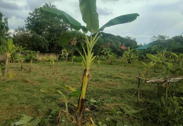 ขายที่ดิน - ขายที่ดินตำบลแม่เหียะหลังตลาดแม่เหียะโฉนดพร้อมโอน