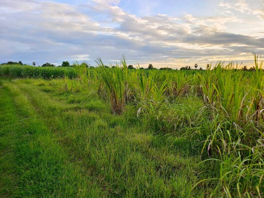 ขายที่ดิน - ขายที่ดินเปล่า 5-3-46 ไร่ ทำเลดีมาก ใกล้ถนนแสงชูโต เพียง 150 เมตร - วังศาลา ท่าม่วง กาญจนบุรี