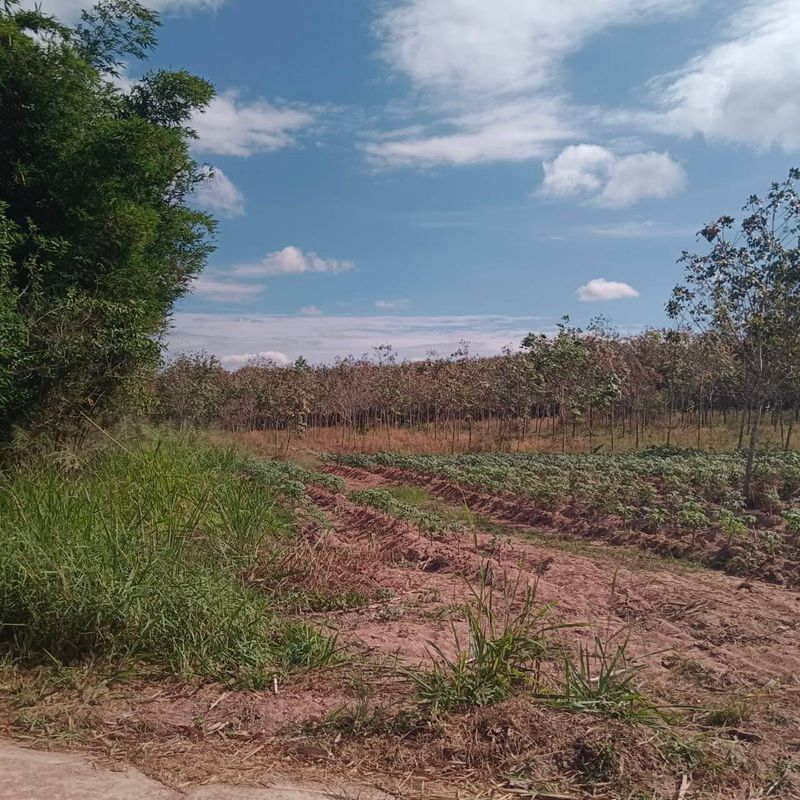 ขายที่ดิน - ขายที่ดินแปลงสวย เขตหนองเสือช้าง หนองใหญ่ ชลบุรี