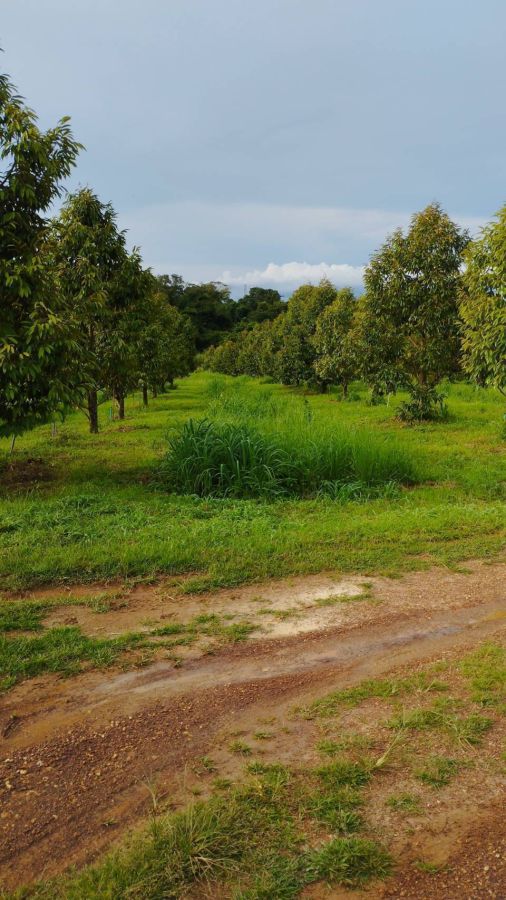 ขายที่ดิน - สวนทุเรียน706ไร่ ติดถนนสุขุมวิท ต.แสลง อ.เมืองจ.จันทบุรี