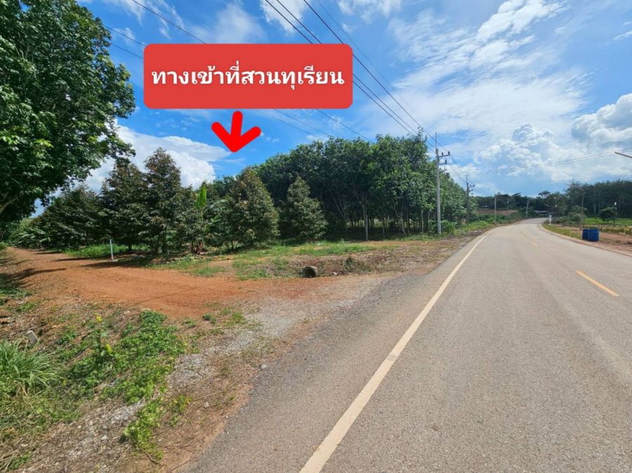 ขายที่ดิน - ขายสวนทุเรียนหมอนทอง จ.ระยอง ต้นสวยสมบูรณ์