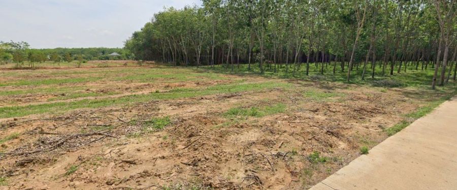 ขายที่ดิน - ที่ดิน 3 ไร่กว่า ติดถนนคอนกรีต ใกล้ตลาดคลองแงะ ใกล้ศรีตรังฯ ต.พังลา