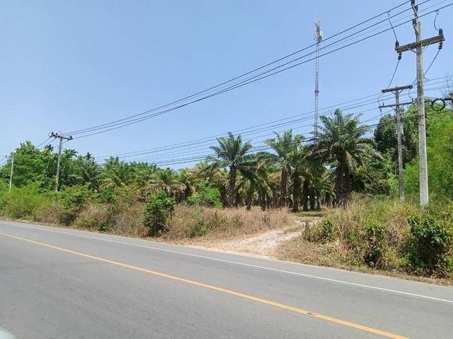 ขายที่ดิน - ขายที่ดินสวย 21ไร่ เอกสารสิทธิโฉนด เจ้าของขายเอง ชุมพร