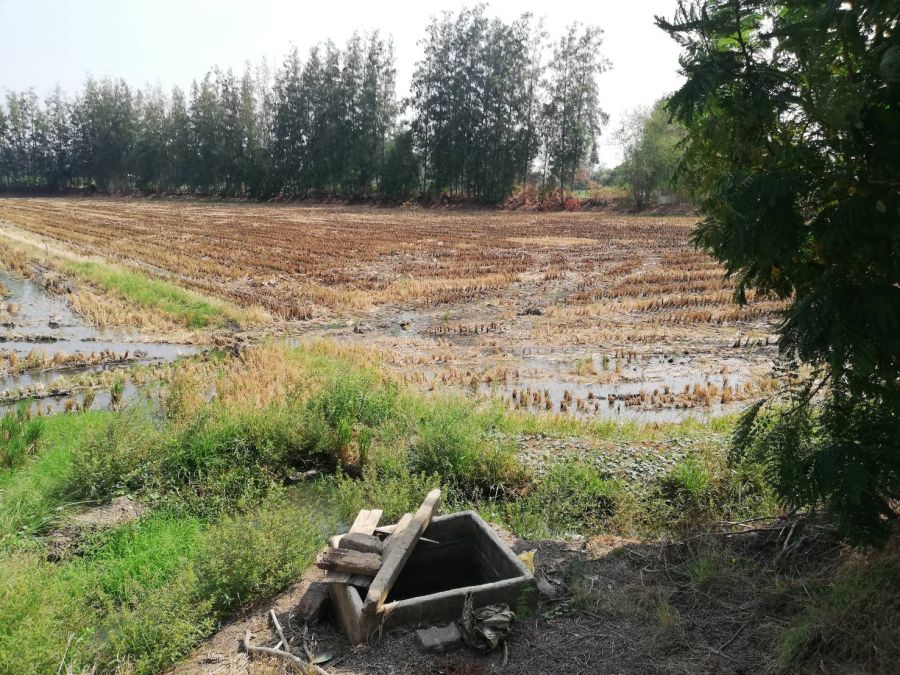 ขายที่ดิน - ขายที่ดิน 7 ไร่ ใกล้บึงฉวาก สุพรรณบุรี ติดถนนทางหลวง 3216