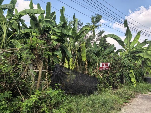 ขายที่ดิน - ขายที่ดินเปล่า 70ตรว. คลอง11 หมู่บ้านนริศรา ซ.4 ถูกกว่าราคาประเมิน เจ้าของขายเอง