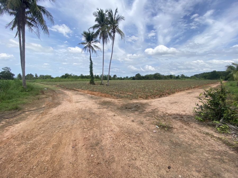 ขายที่ดิน - ขายที่ดิน 8 ไร่(น้ำไม่ท่วม) เอกสิทธิ์ นส.3 ก.