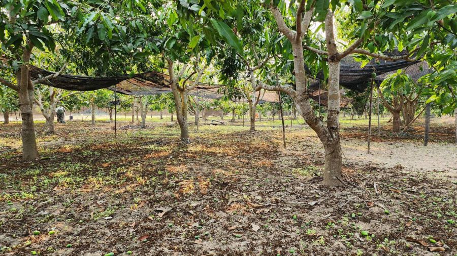 ขายที่ดิน - ขายที่ดินถมแล้ว 4-0-40 ไร่ น้ำไม่ท่วม เหมาะแก่การทำสวนและปลูกบ้าน ต.หนองปลาสะวาย อ.บ้านโฮ่ง จ.ลำพูน