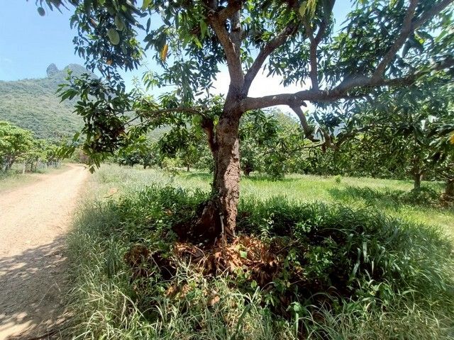 ขายที่ดิน - ขายที่ดินเปล่า ถมแล้ว 2ไร่ 1งาน 24 ตร.ว. อำเภอสามร้อยยอด จังหวัดประจวบคีรีขันต์