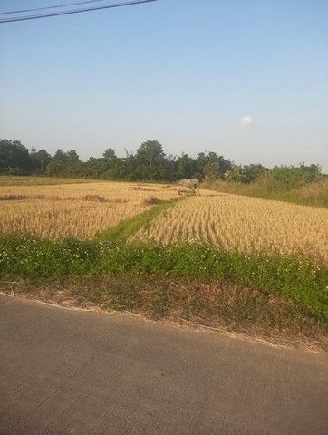 ขายที่ดิน - ขายที่ดิน 2ไร่ 80 ตร.วา ราคา 6.4ล้านบาท ใกล้วัดร้องขุ่น ต.ป่าอ้อดอนชัย อ.เมือง เชียงราย