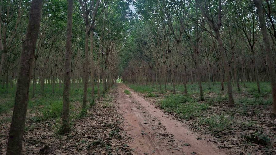 ขายที่ดิน - โอกาสลงทุนสวนยาง ทำเลดี อ.แกลง จ.ระยอง ขนาด 52 ไร่ 3 งาน 20 ตร.ว.