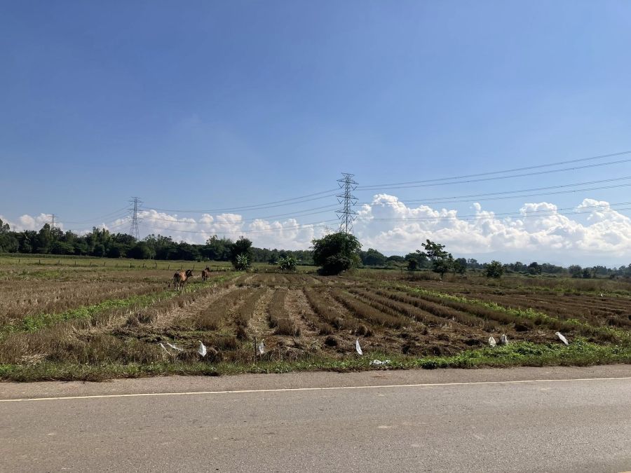 ขายที่ดิน - ขายที่ติดถนน สายป่าตันแม่ปรุง ถัดจากร้าน You Love Me Lampang แม่ทะ