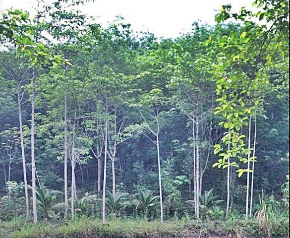 ขายที่ดิน - มีรายได้ทันที ที่วิวเขา สวนยางพารา-ไม้กฤษณากำลังให้ผลผลิต44ไร่กว่า พร้อมบ้านพัก อ.มะขาม จันทบุรี o86-3ol-6l6l