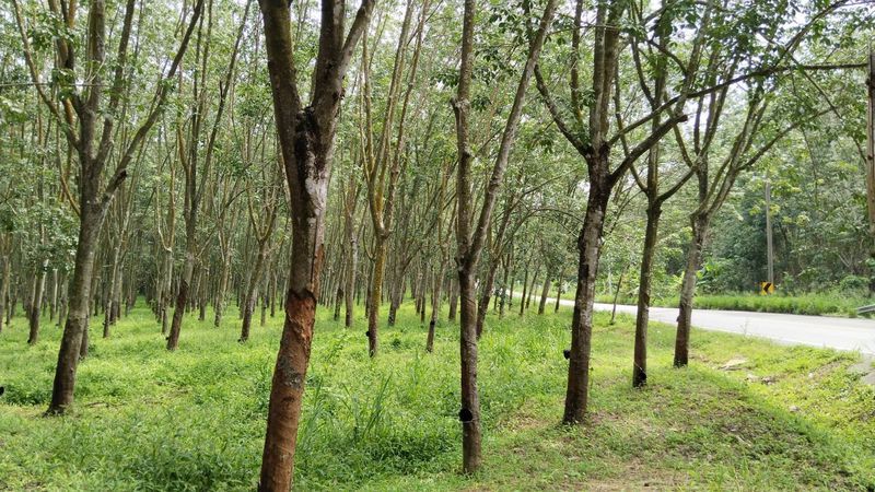 ขายที่ดิน - ขายที่ดินแปลงสวย ทำเลดี เขตเขาคันทรง ศรีราชา ใกล้นิคมWHA