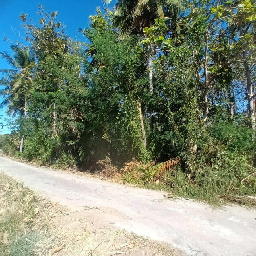 ขายที่ดิน - ขายที่ดิน 2 ไร่ พร้อมต้นสักอายุ 22 ปี บ้านน้อย ต.กกโก อ.เมืองลพบุรี จ.ลพบุรี