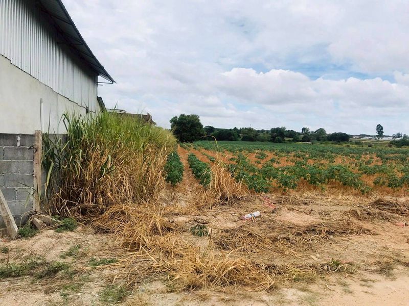 ขายที่ดิน - ขายที่ดินแปลงสวย ทำเลดี ติดโรจนะ มาบยางพร ปลวกแดง ระยอง