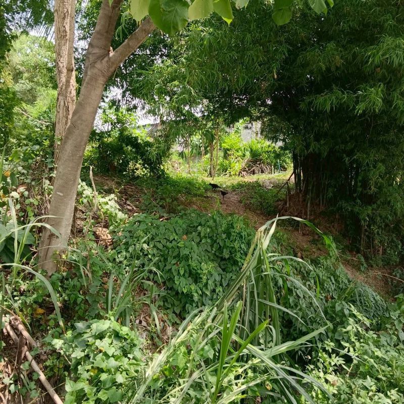 ขายที่ดิน - ขายที่ดินระยอง เขตมาบยางพร ปลวกแดง แปลงสวยติดอมตะซิตี้