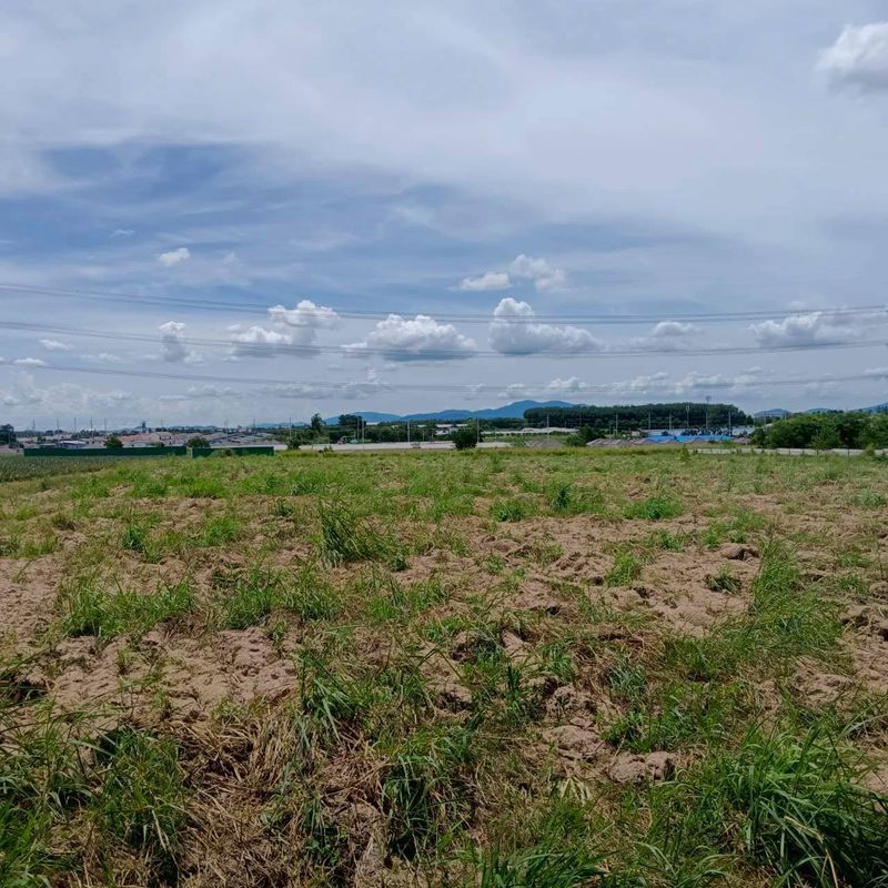 ขายที่ดิน - ขายที่ดินมาบยางพร ปลวกแดง ระยอง แปลงสวย ราคาดี